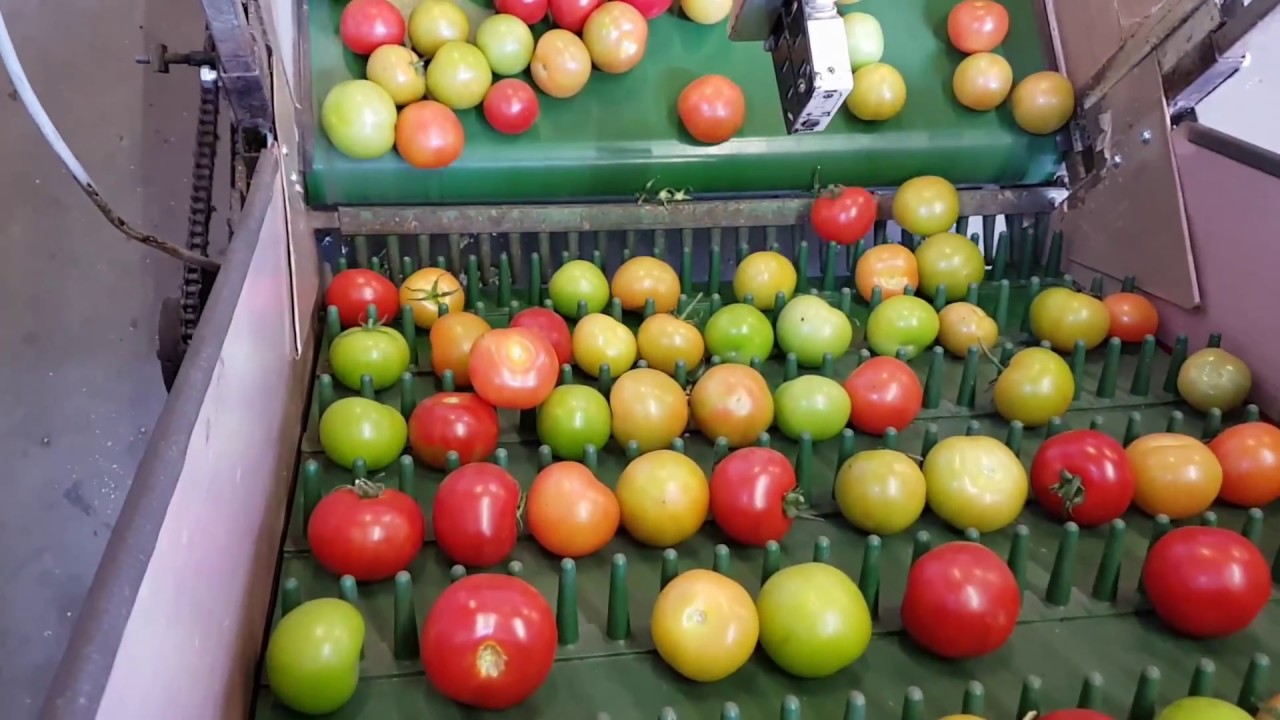 DS Hortitrade - Tomato grading machine Aweta