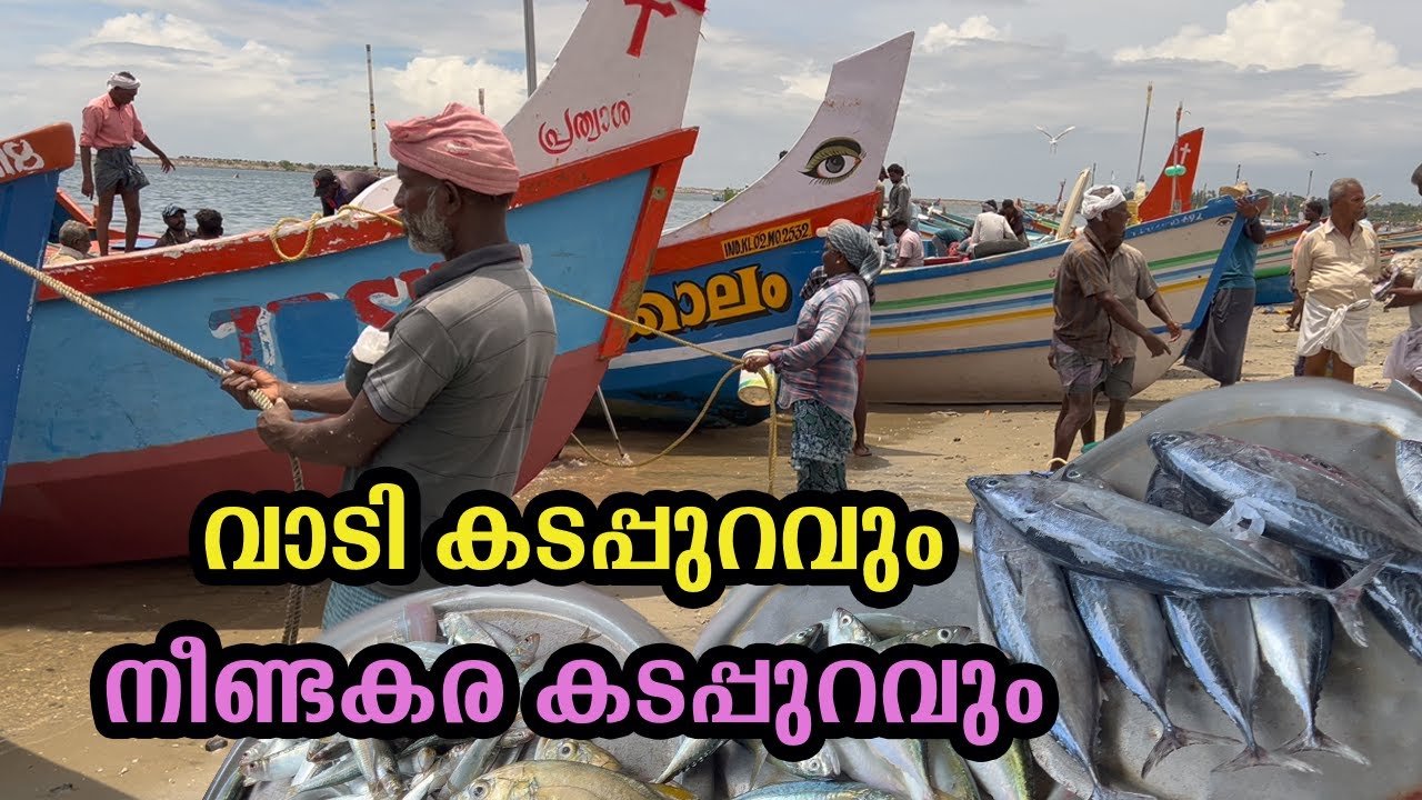 മീൻ ചാകര 😳കൊല്ലം വാടി കടപ്പുറം | നീണ്ടകര കടപ്പുറം kollam Vadi fishing harbour 