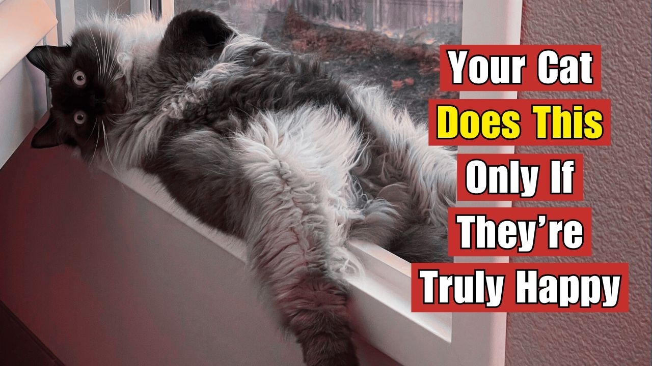 15 Behaviors of the Happiest and Most Secure Cats