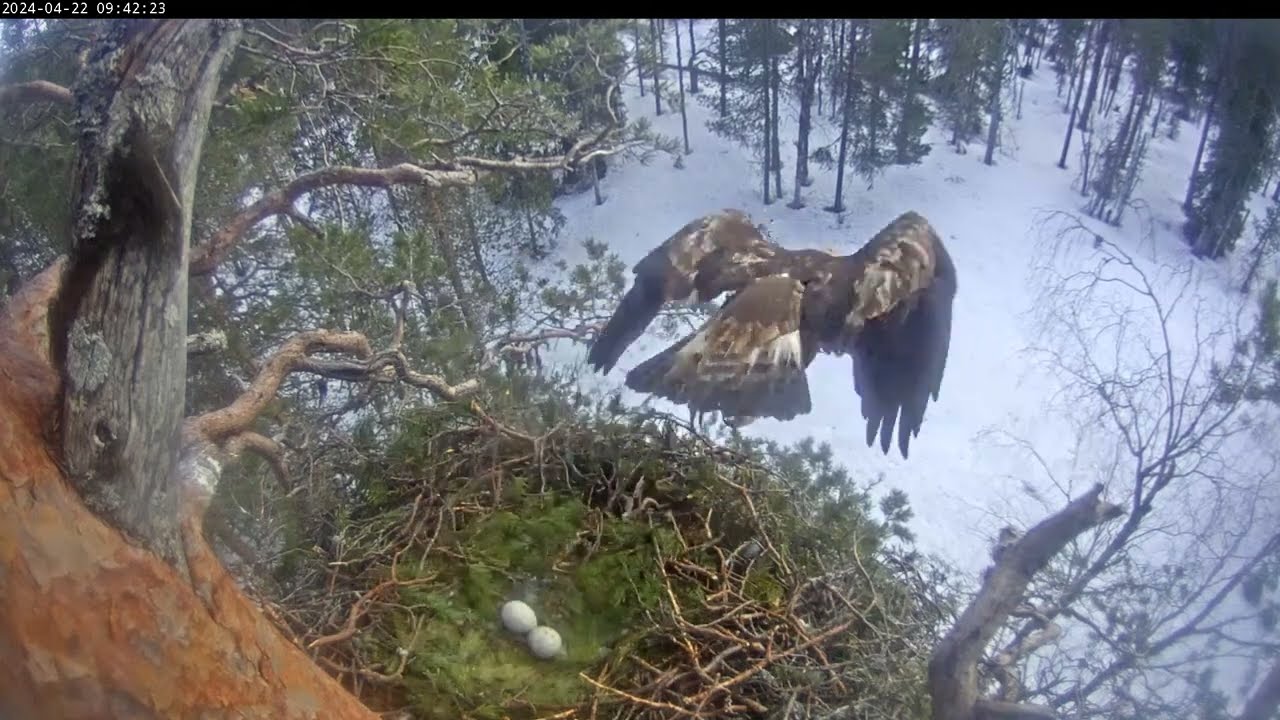 22.4.2024 - Kotkan pesällä - Koiras tuo saaliin maahan ja hautova naaras poistuu ruokailemaan