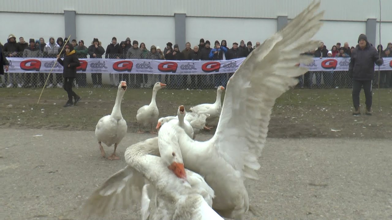 Održano 39. svetsko prvenstvo u borbi gusana u Mokrinu
