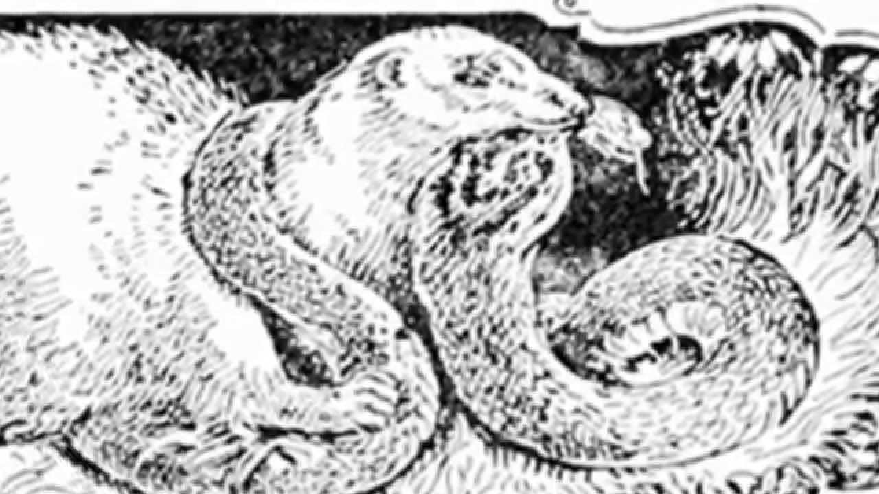 RIKKI-TIKKI-TAVI - classic short story from Rudyard Kipling's THE JUNGLE BOOK - classic-tales.net