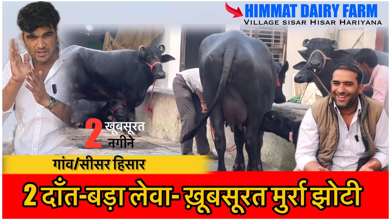 2 दाँत मुर्रा झोटी-खूबसूरत इतनी की देखते रहे || HIMMAT SISAR HISAR HARIYANA ||
