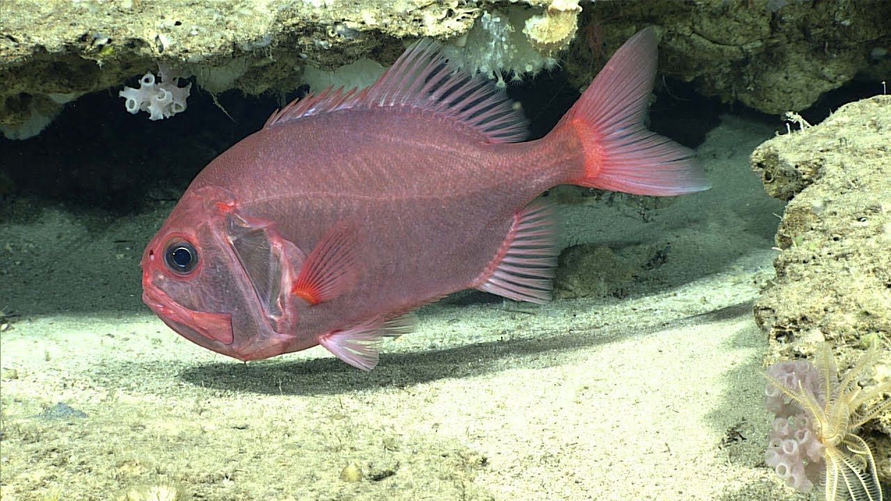 Facts: The Orange Roughy