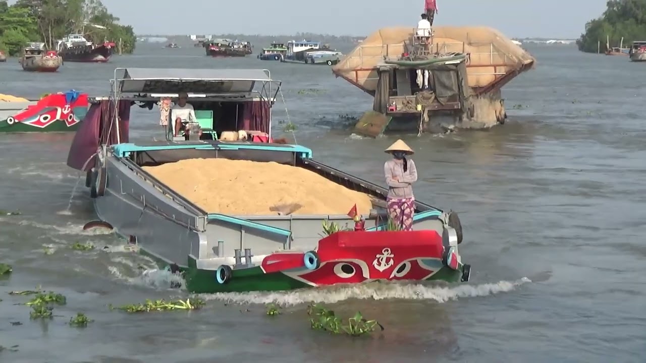 Ghe chở lúa cuối năm gặp nước ngược khi qua cống ngăn mặn