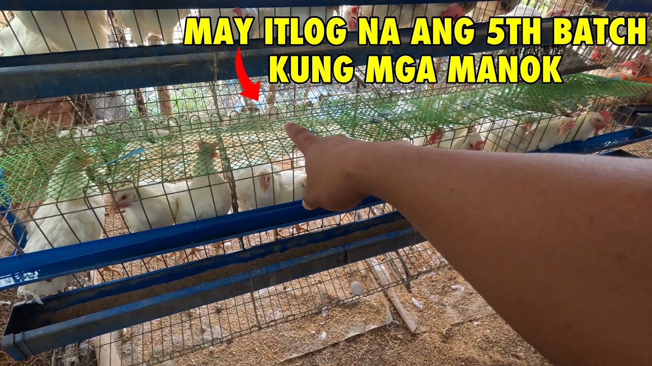 Nag-umpisa na sila mag-itlog ang mga 5th batch kung manok