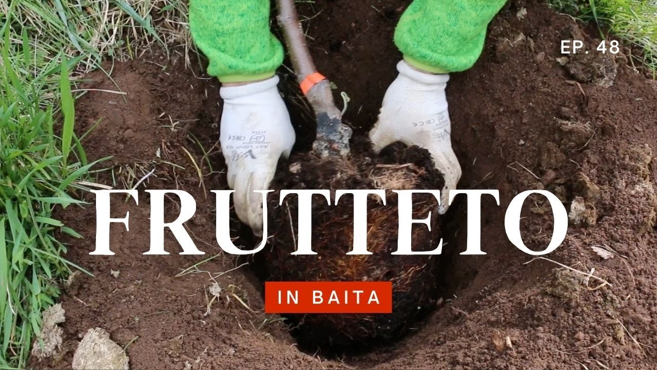 Albicocco, susino, fico, noce, mandorlo, vite: nuovo frutteto e la stagione dei tagli (ASMR, Ep. 48)
