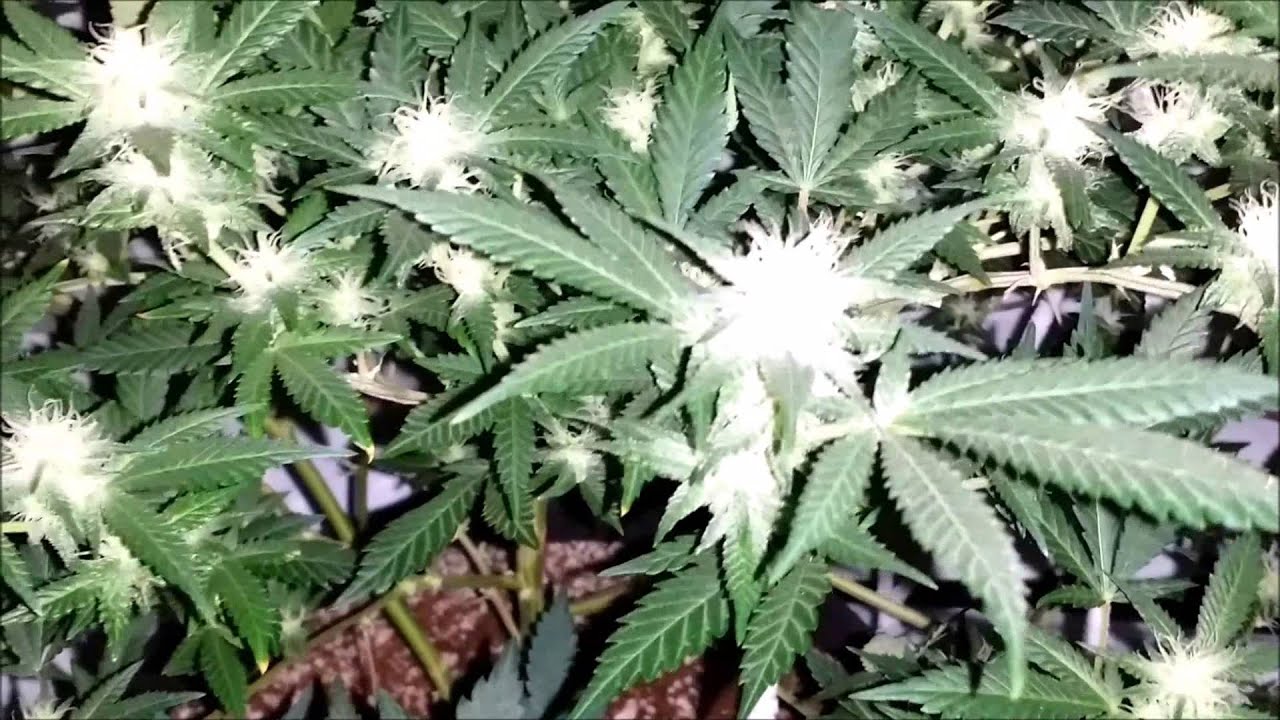 Day 21 of Flower! First look!