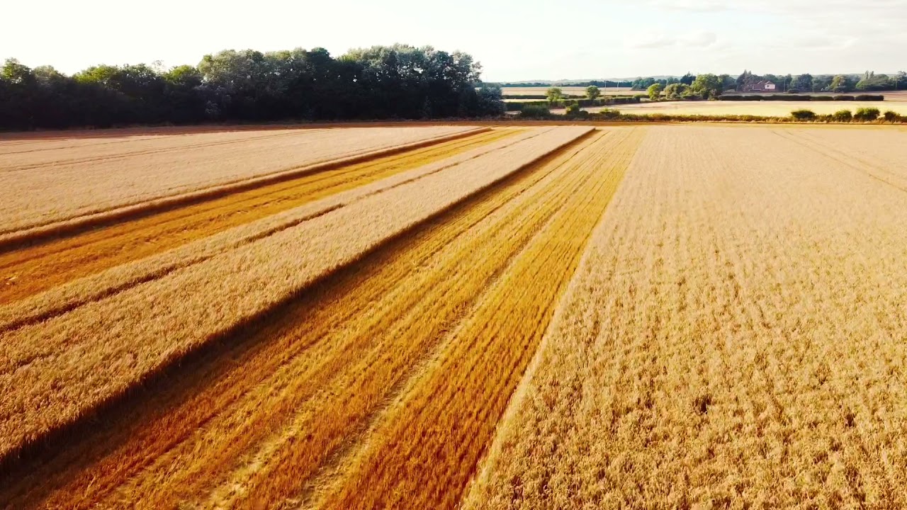 Harvest 2021 UK Claas Lexion&rsquo;s 6600+660