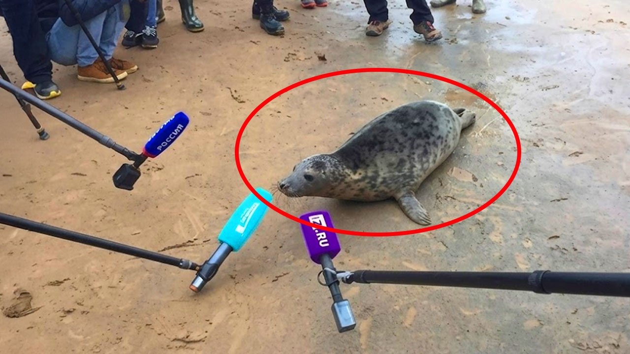 Animals Are The Ultimate Source of Comedy 🤣 New Funniest ANIMALS Videos