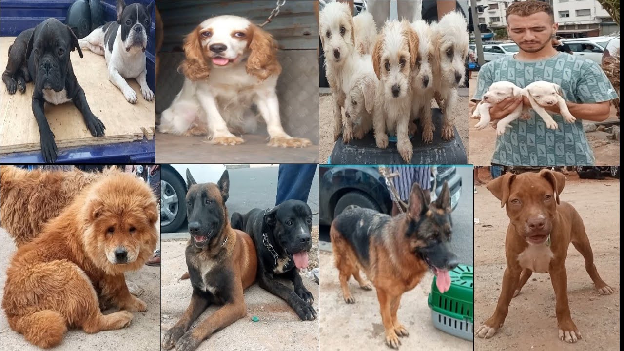 كلب مالينوأ مدريسي 🤩  طاعة و شراسة سوق القريعة للكلاب أثمنة أنواع الكلاب الحراسة #dog