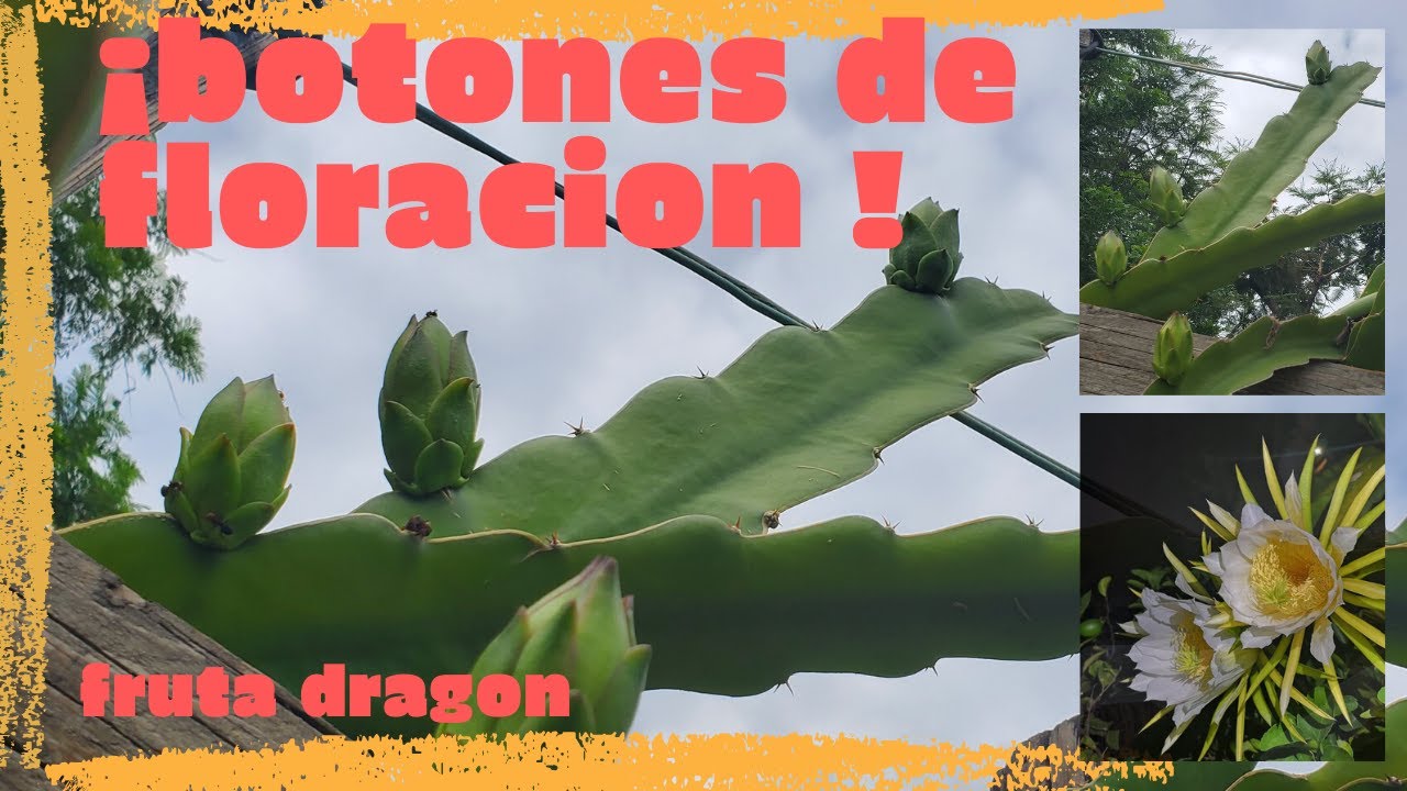 FLORACION DE LA PITAHAYA ✅primeros botones de FLORACION en PITAHAYA 🌼🐲\ BOTONES FLORALES de pitahaya