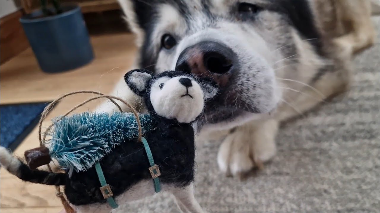 Huskys Christmas Has Already Started