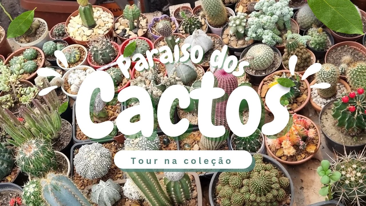 Vem conhecer a minha mega  coleção de  cactos 🌵 #cactosraros #coleçãodecactos  #cactos ##cactuslover