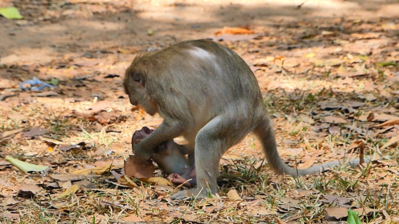 Truly hurt Bessie__ Bessie got terribble bittee aatacked no mercy on ground. So pity Bessie | AB