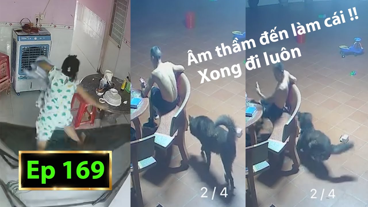 Hài Tin Việt 2025 Mới Nhất || Những Tình Huống Ngu Nhất Hành Tinh Cười Vỡ Bụng Phần 169.
