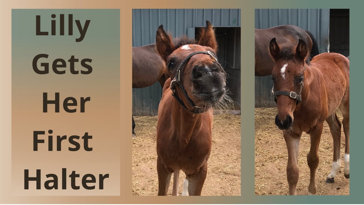 Halter Breaking a Foal