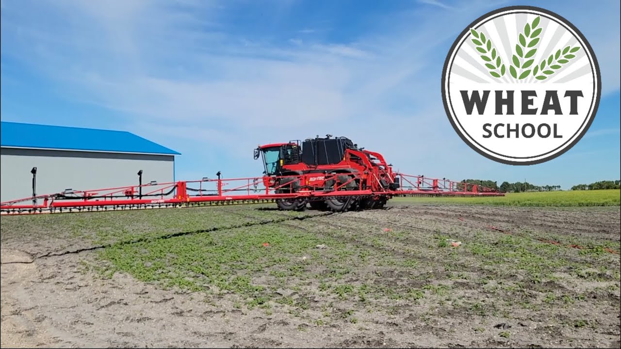 Wheat School: Teaching green-on-green spot spraying systems to identify weeds found in Canada