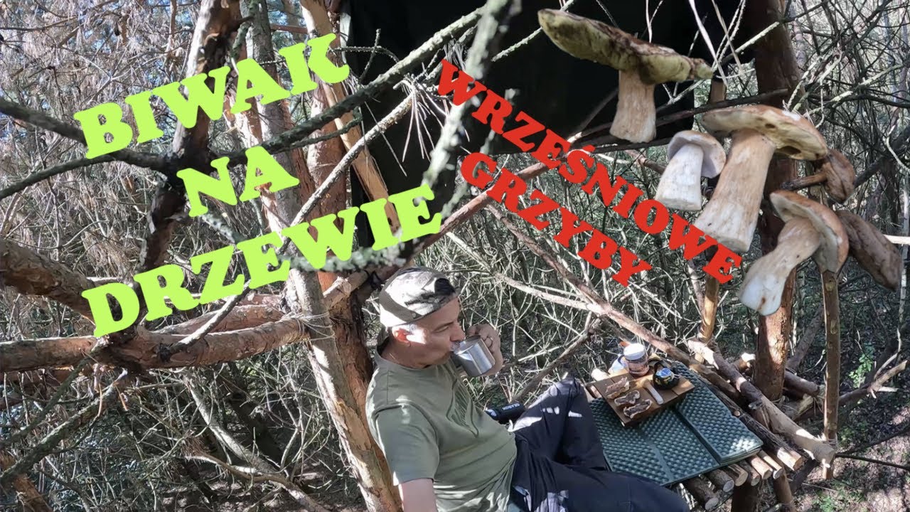 Biwak na drzewie i wrześniowe grzyby !
