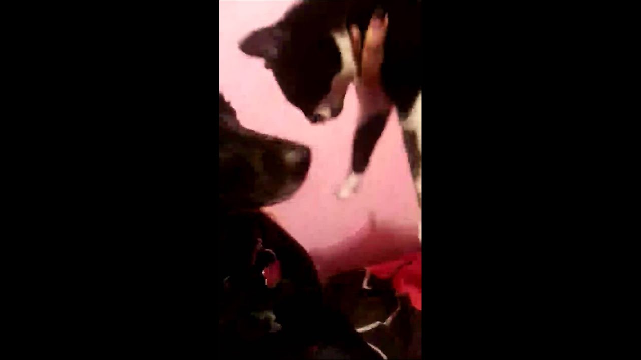 Big mollied out dog scared of kitten must watch