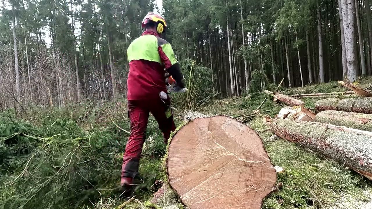 Die Neue Stihl 400 1 erster Einsatz im Fichtenstarkholz