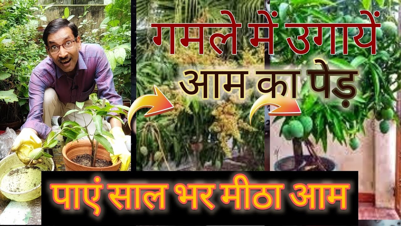 इस तरह गमले में उगायें आम का पेड़ , पाएं साल भर आम / Growing Mango in Container / All time Mango