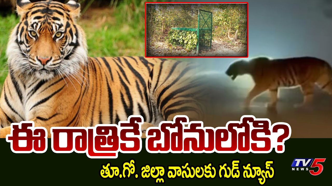 ఈ రాత్రికే బోనులోకి పెద్దపులి? | Rajahmundry Tiger Operation Latest Update | TV5