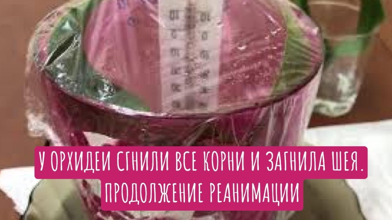 У орхидеи сгнили все корни и загнила шея. Продолжение реанимации