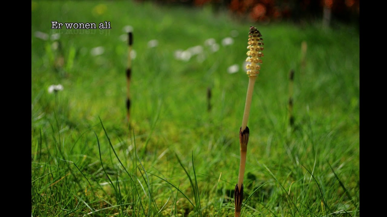 Equisetum Arvense (kort) - Heermoes