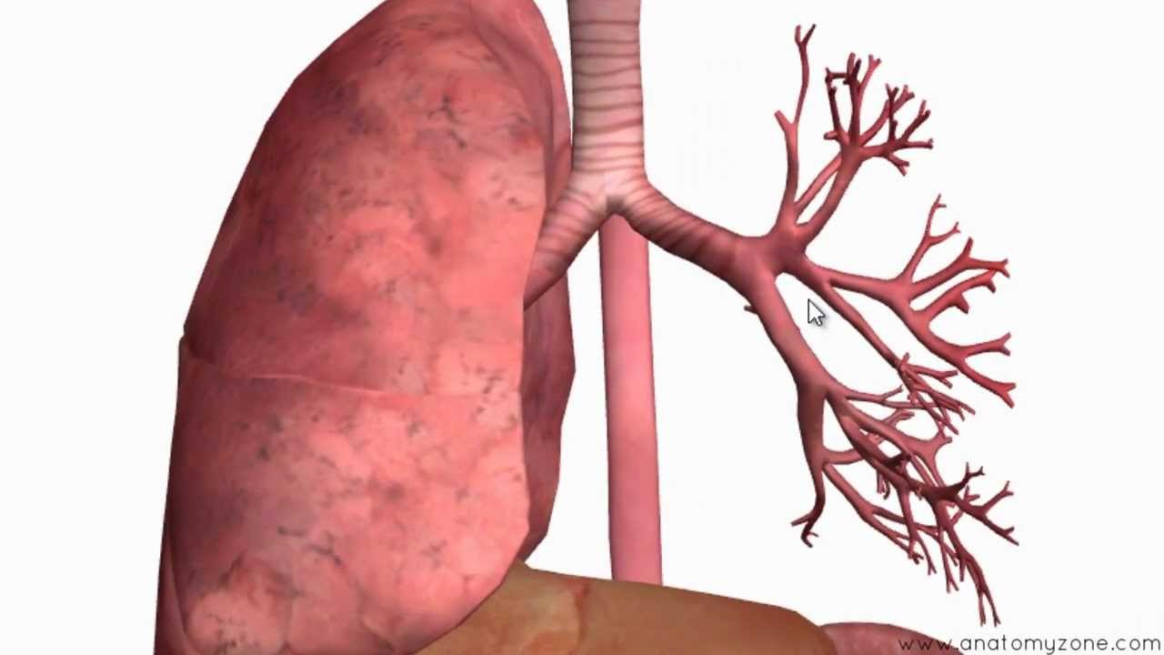 Respiratory System Introduction - Part 2 (Bronchial Tree and Lungs) - 3D Anatomy Tutorial