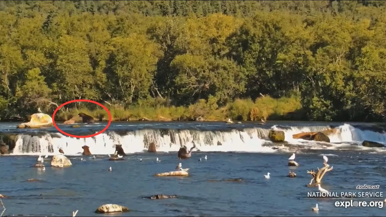 Katmai Bears 8-17-25. Bear 128 Grazer Goes After 164 Bucky, Aggressively Backing Him Up. explore.org