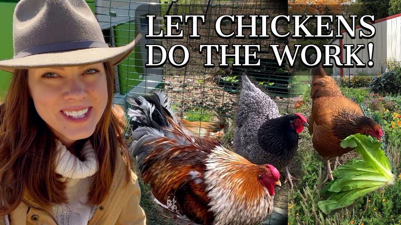 Using Chickens in the Garden &  A New Omlet Eglu Coop: Part 1