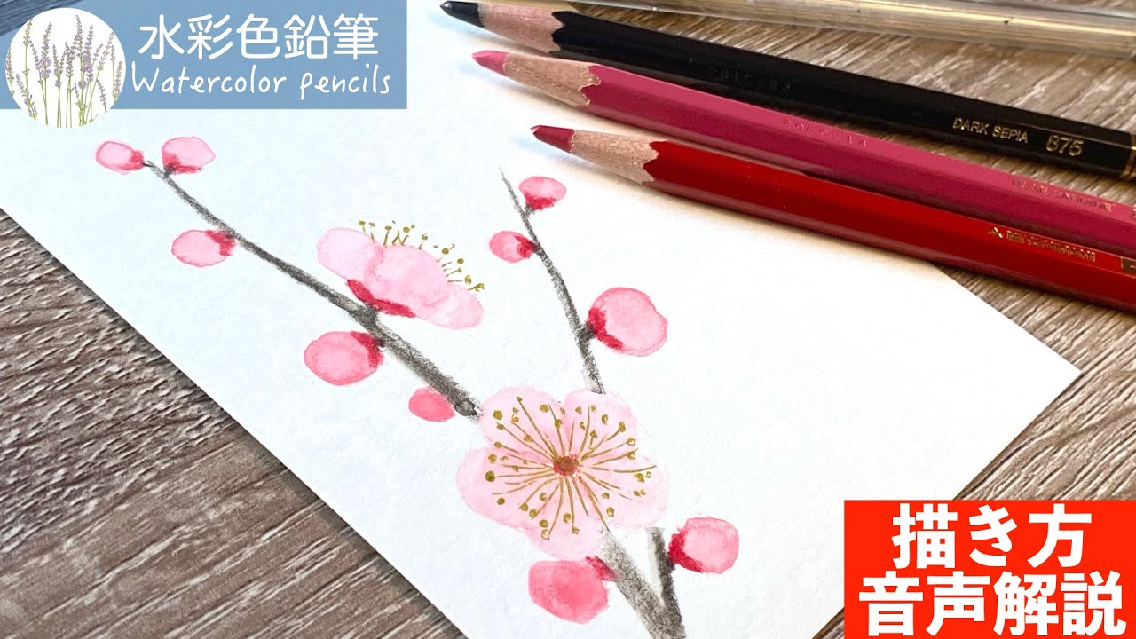 【水彩色鉛筆】梅の花の描き方 #初心者 #水彩色鉛筆 #水彩 #描き方 #painting #drawing