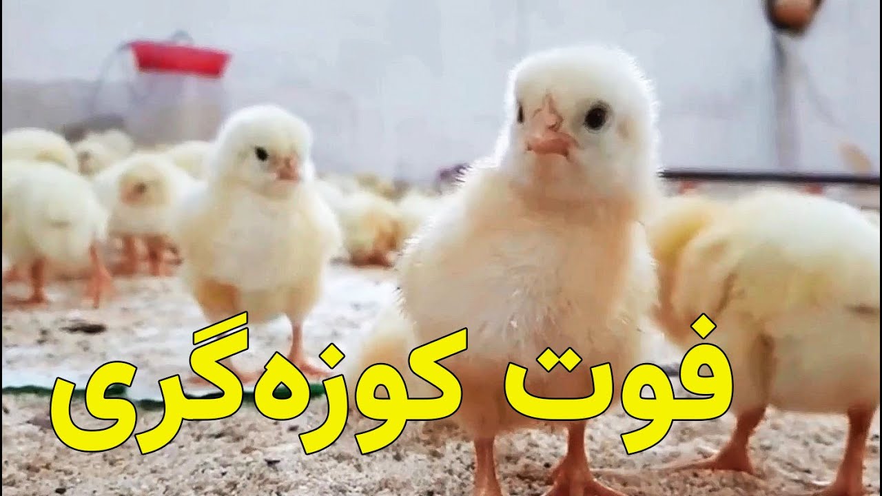 پرورش 1000 جوجه بدون استرس فوت کوزه‌گری برای رسیدن به تلفات صفر