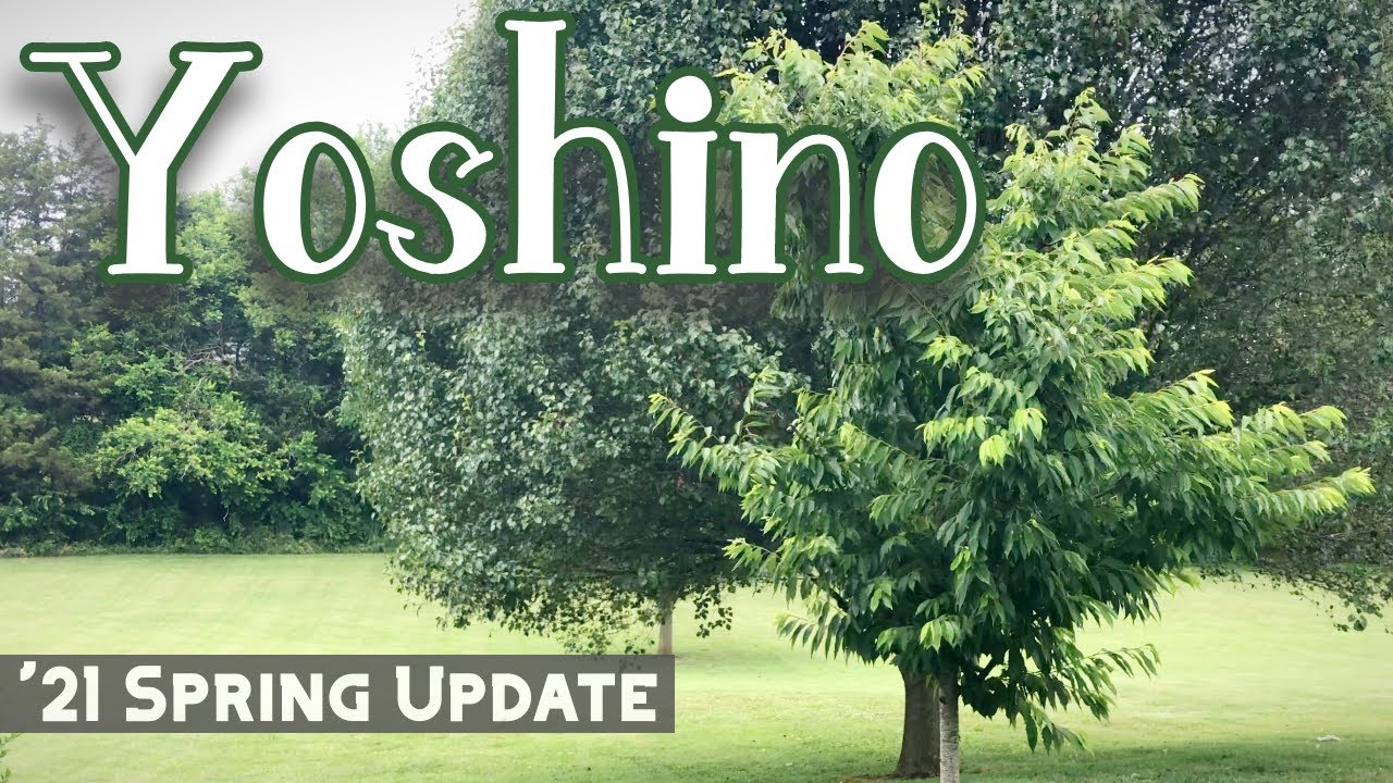 Spring 2021 Update - Yoshino Cherry Trees
