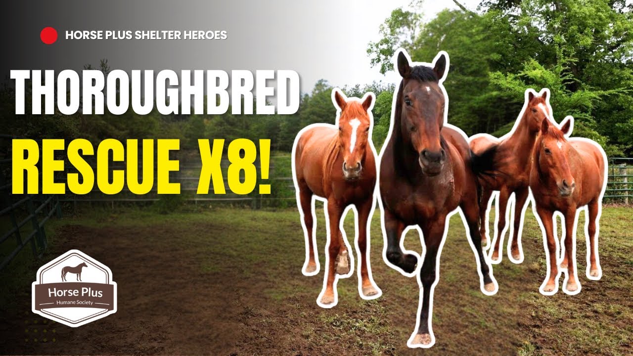 New Thoroughbreds on the Block! I Horse Shelter Heroes - S6 E15