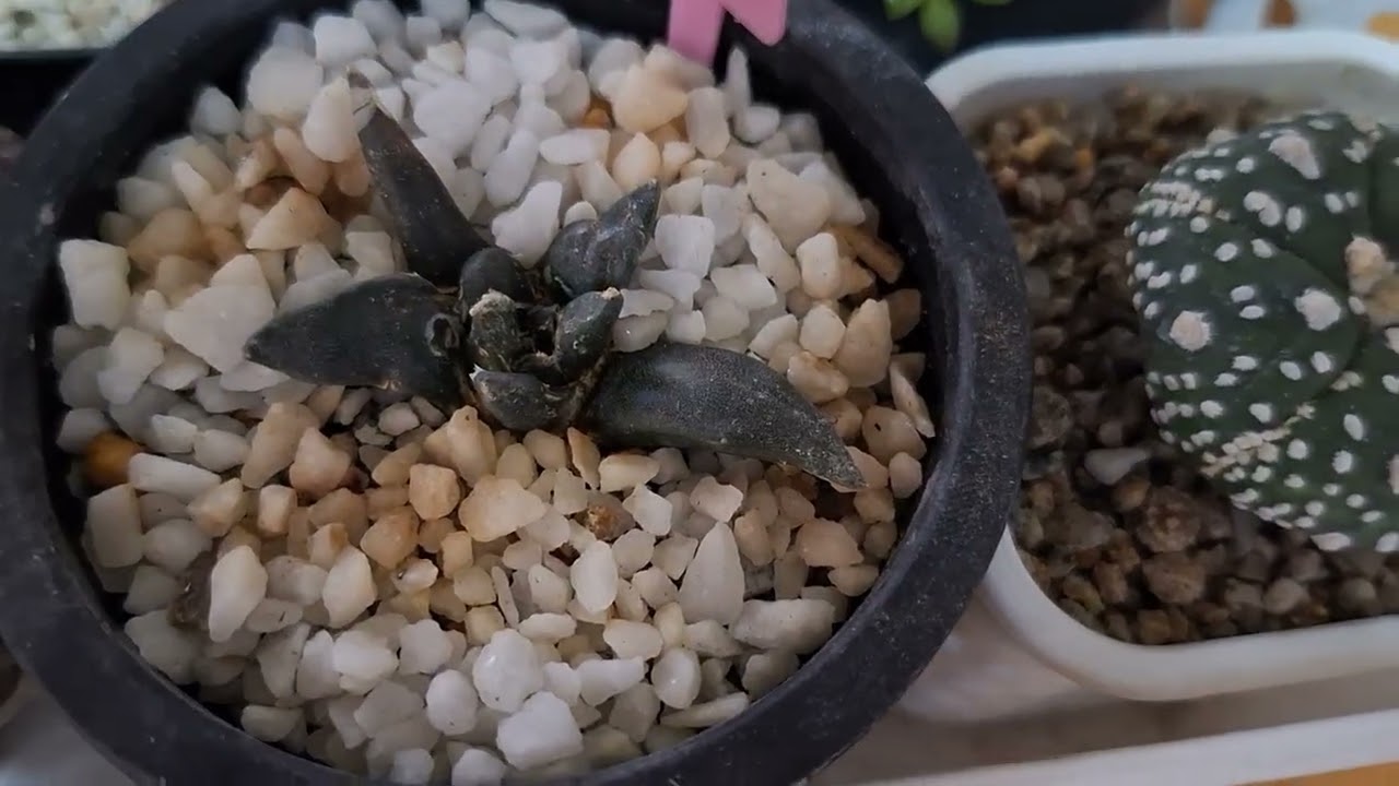 줄장미가 이쁘게 핀 화욜아침 🥰🥰🥰