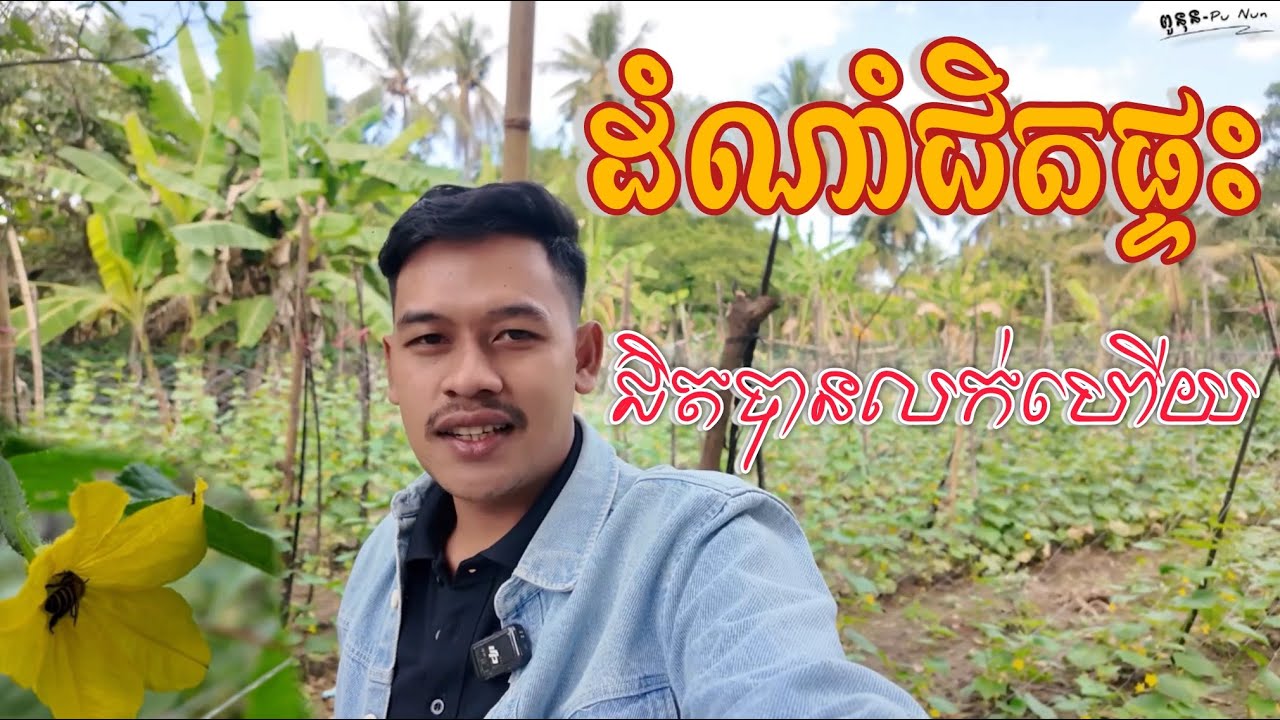 ដំណាំតាមចំការជិតផ្ទះល្អណាស់ជិតបានលក់លេីទីផ្សារហេីយ​ ដំណាំគ្រួសារធម្មជាតិ១០០%
