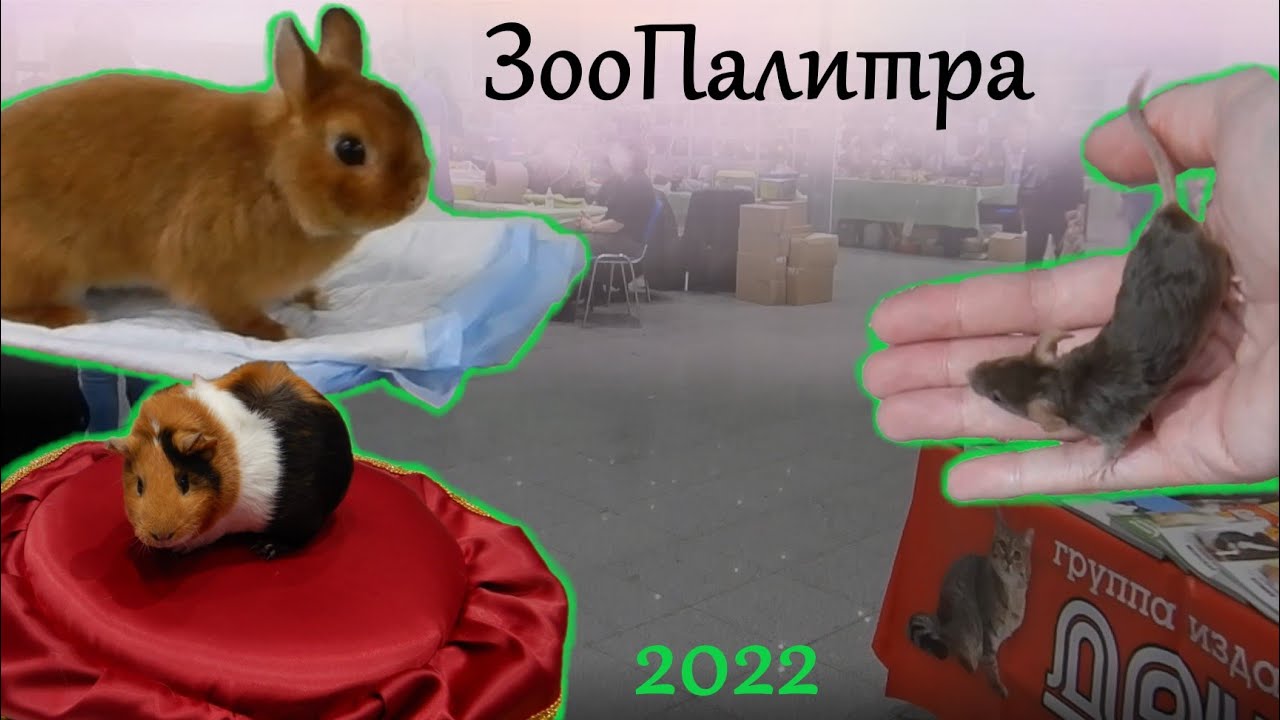 Выставка животных ЗооПалитра (кролики, крысы, морские свинки, коты) 2022г.