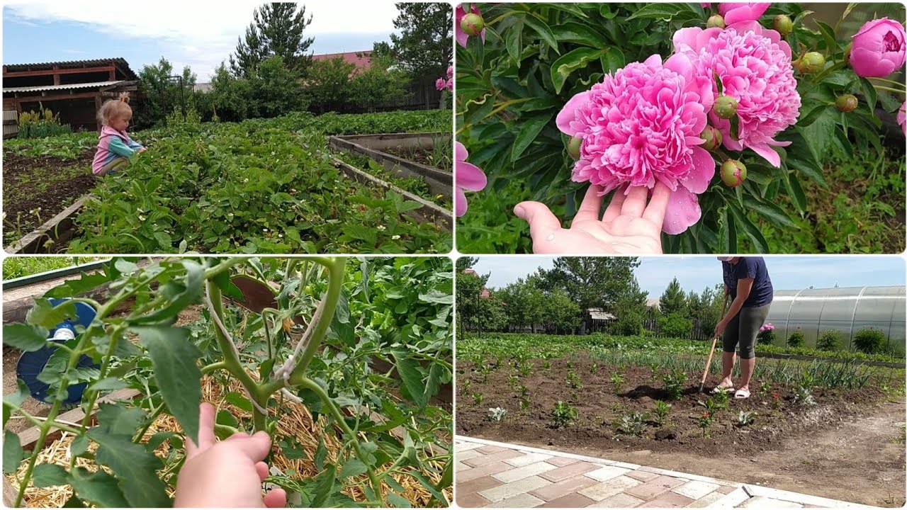 НЕ идеальный ОГОРОД🌱 Первая ягода🍓 Пасынкую ТОМАТЫ и борюсь сорняками🤪
