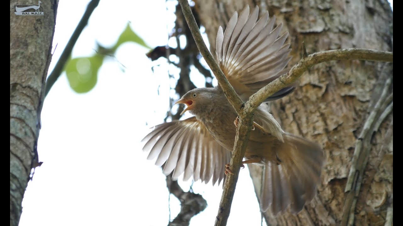 🎶🎶🐦 singing yellow billed babbler 🎶🎶🐦 in 4k / UHD by ani male