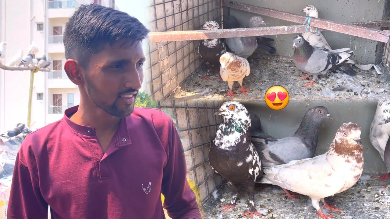 6 Naye Kabootar Pakda🥳