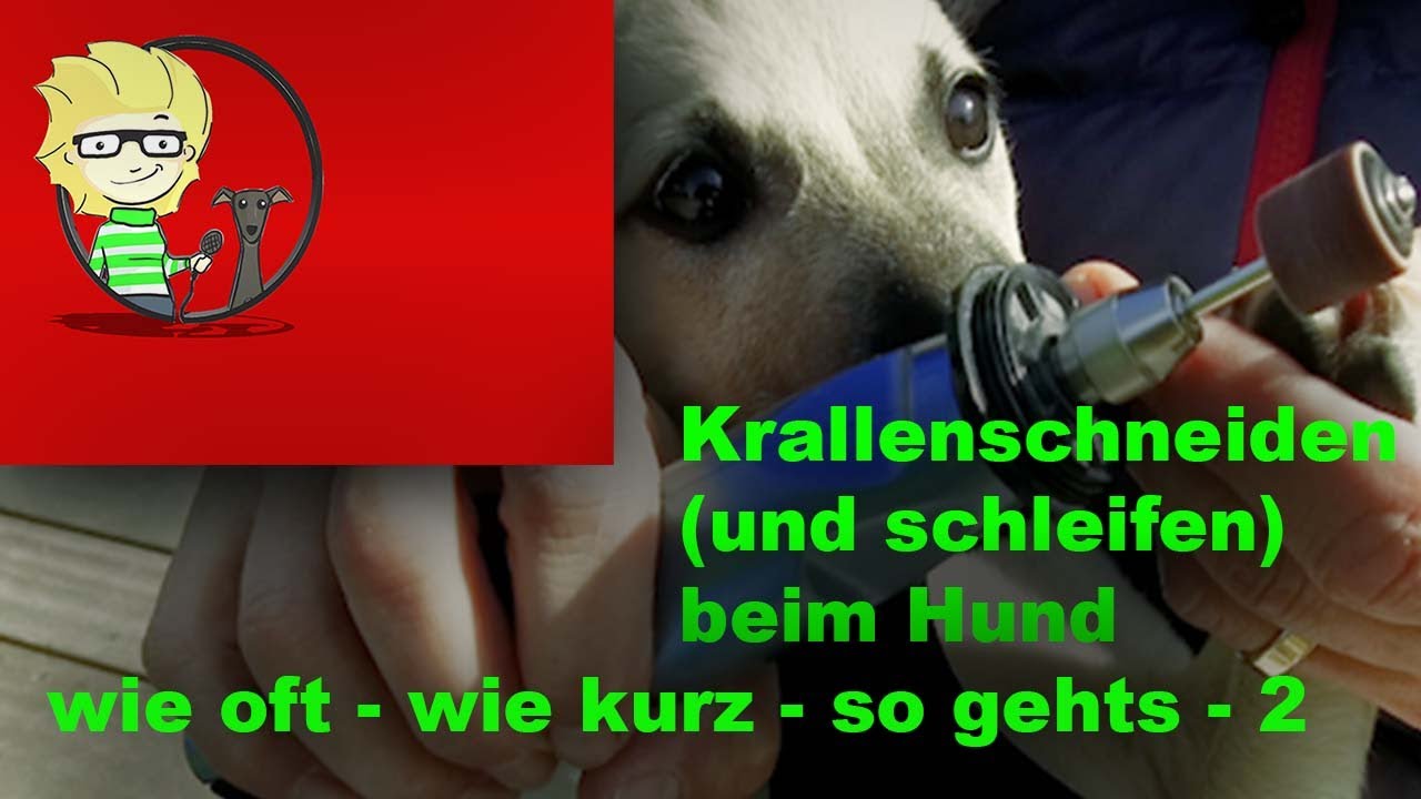 (FOLGE 13) Krallen schneiden beim Hund - wie kurz - wie oft - so gehts - 2/2