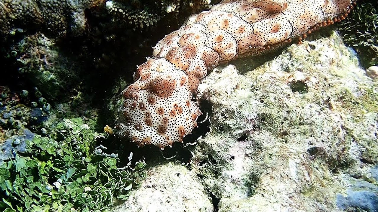 Raja ampat, snorkeling devant la Kamar raja homestay  part. 1-  Waigeo 2024
