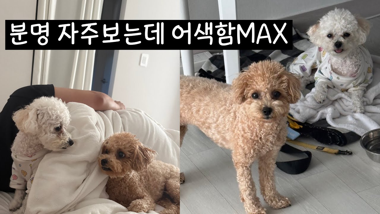 갑자기맡겨진 강아지,우리강아지반응ㅋㅋㅋ