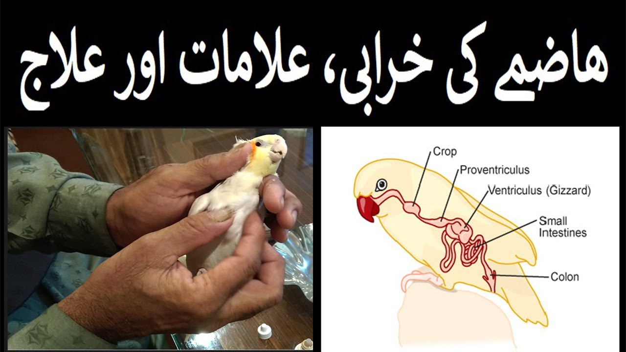 Haazmy Ki Kharabi, Uski Alamaat Aur Ilaaj | Digestive System Disease & Treatment | Lodhi Birds
