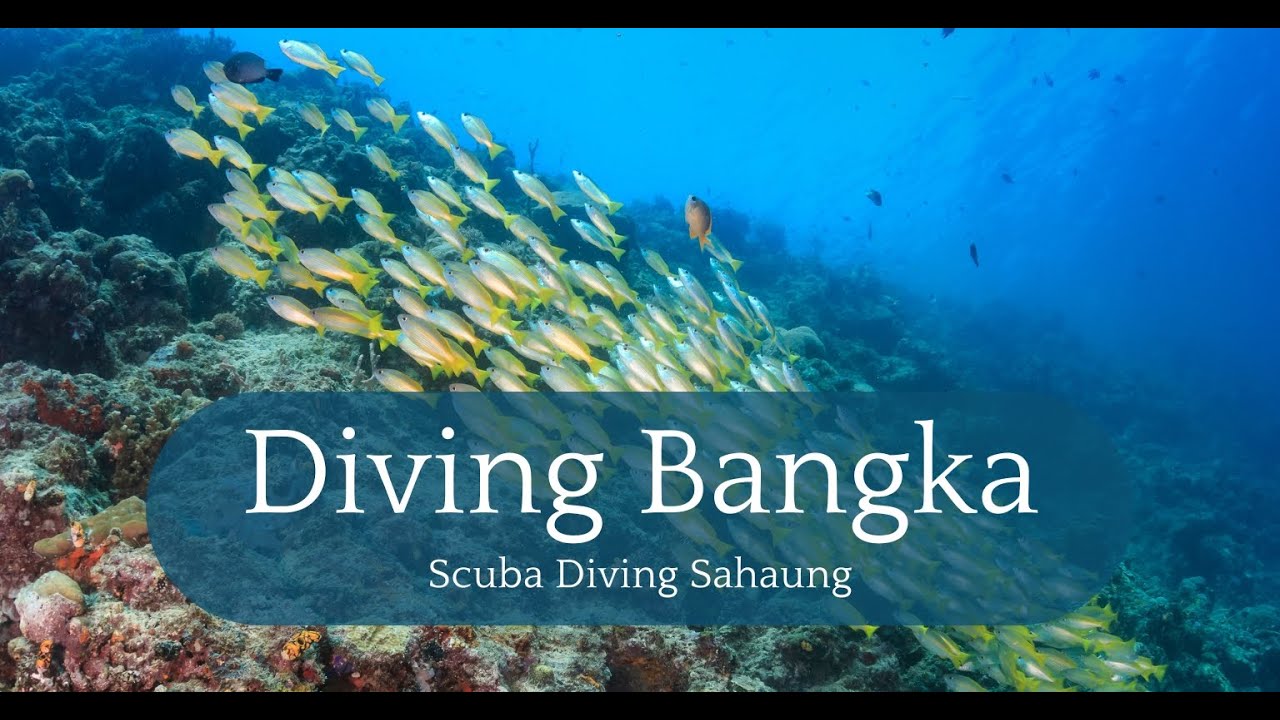 The Best Dive Site on Bangka Island: Sahaung #scubadiving #indonesia #bangka