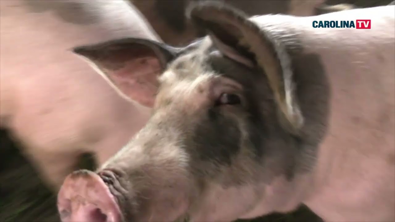 Gospodăria familiei Balea, Bălești Cătun, Bistra, Alba