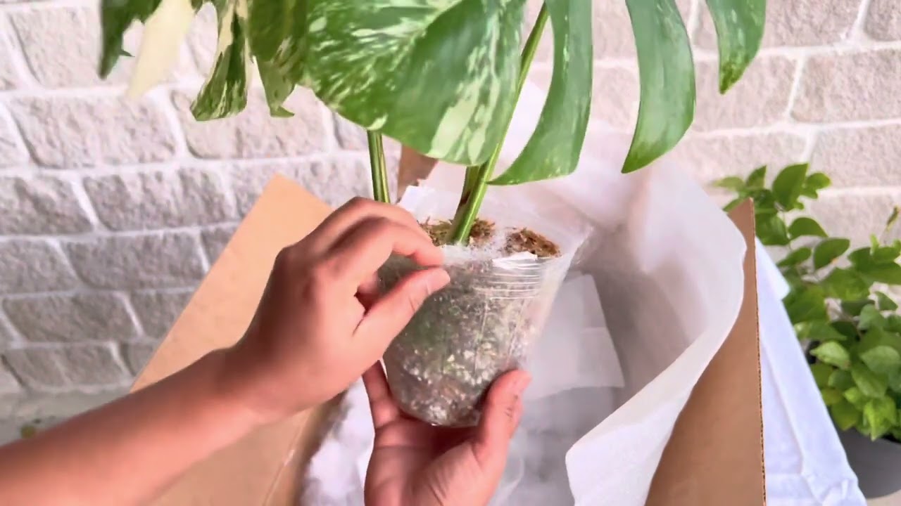 Monstera Deliciosa Borsigiana - Small Form Monstera Albo - Unboxing from local seller.