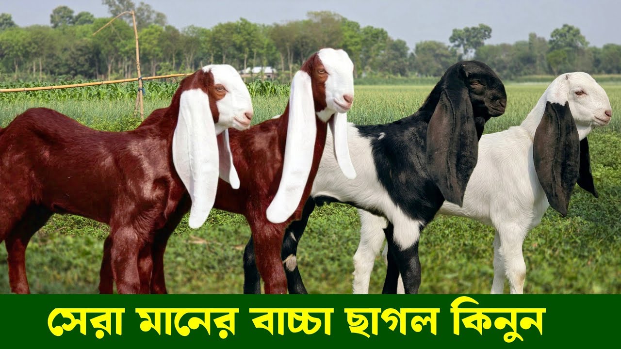 সেরা মানের তোতাপুরী হরিয়ানা বিটল সংমিশ্রণ বাচ্চার দাম জানুন Goat kid's 